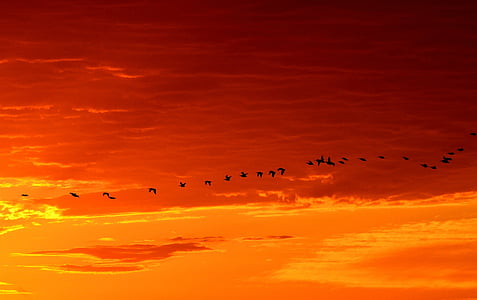 silhouette of birds flying on sky during sunset