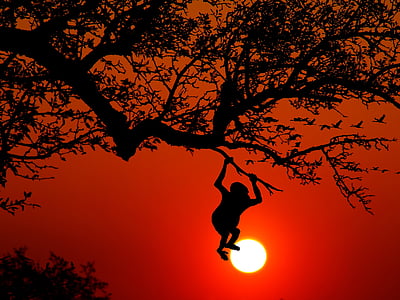 silhouette of monkey hanging on tree branch