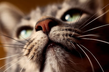 close up cat portrait phot
