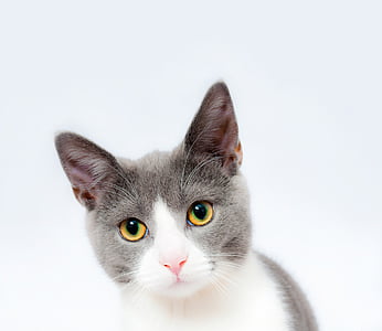 short-coated gray and white cat