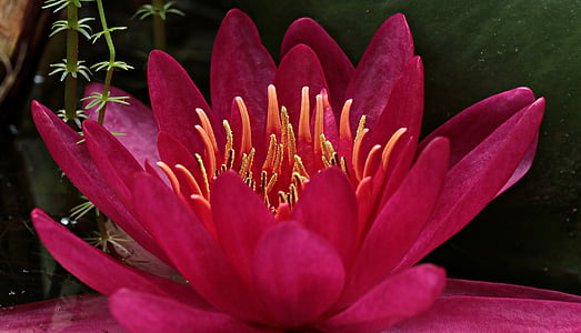 red lotus flower in close up photography