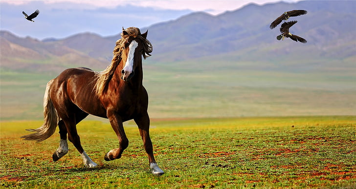 running horse during daytime