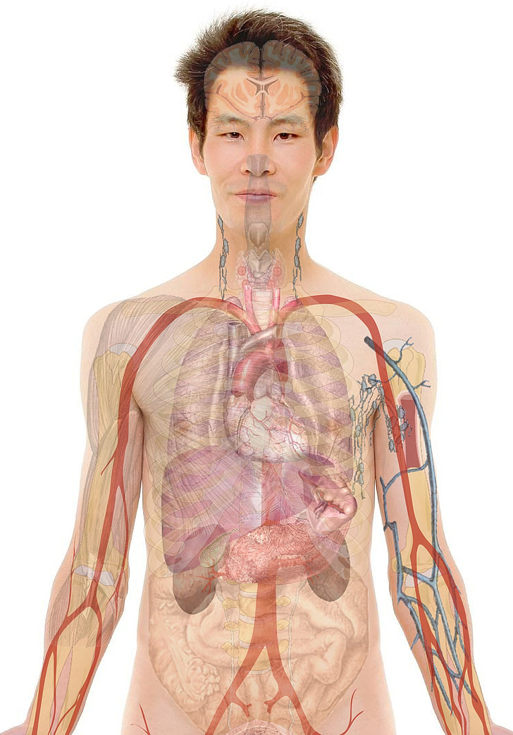 human organ illustration