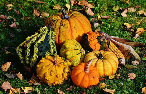 photo of assorted-variety of squash