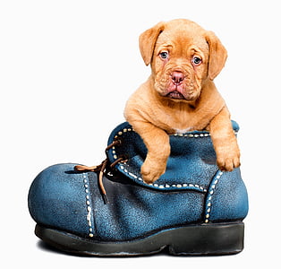 brown pit bull puppy in blue leather shoe