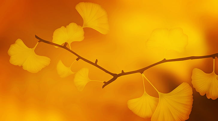 yellow ginkgo leaf
