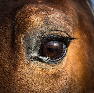 selective focus photography of animal's eye