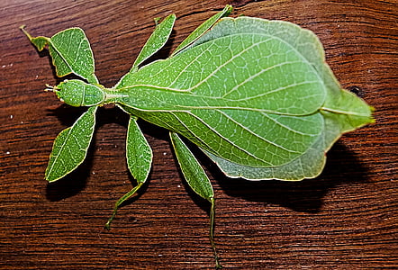 green leaf insect