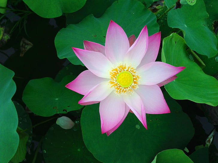 photo of pink lotus flower