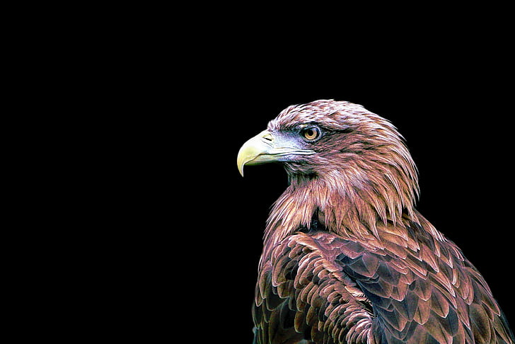 Royalty-Free photo: Brown eagle on black background | PickPik