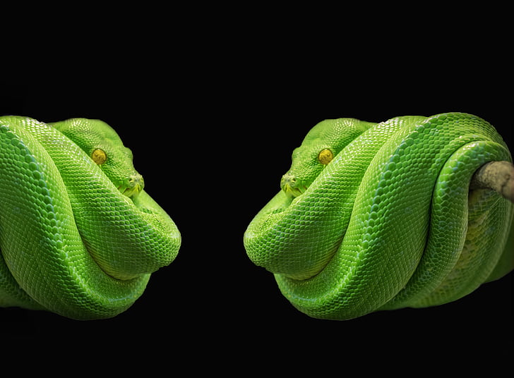 green snake photo collage