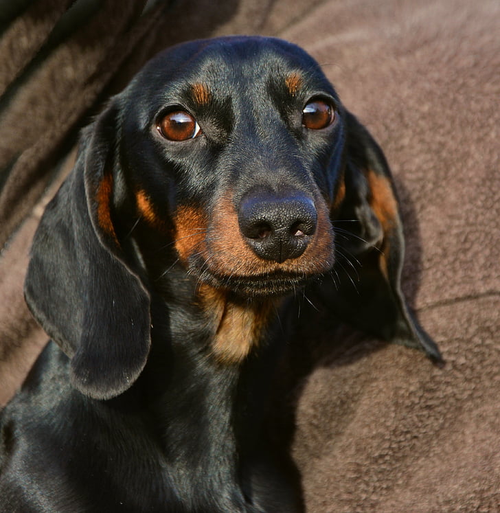 photo of smooth back and tan dachshund