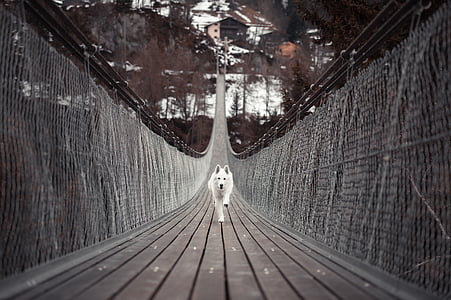 adult white shepherd running on wooden bridge during daytime