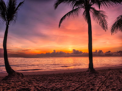 palm trees near seashore during sunset