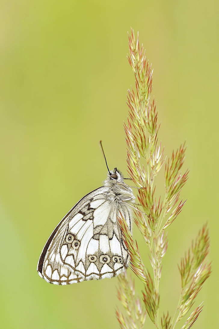 white and black butterfly perched on green leaf plant in closeup photograph
