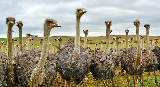 flock of Ostrich