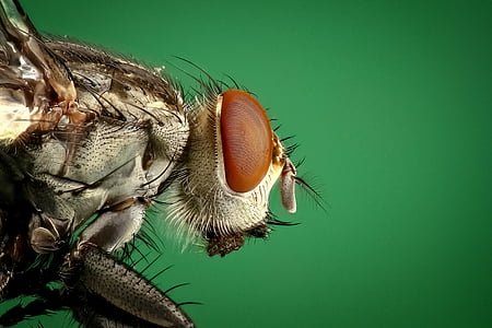 micro photography of brown common house fly