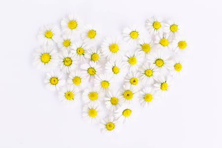 white-and-yellow daisies forming heart