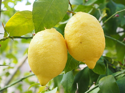 two yellow lemonade fruits