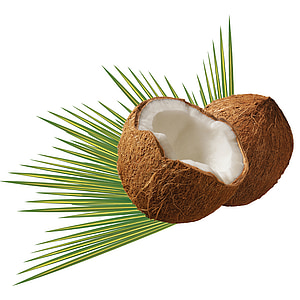 still life photograph of coconut