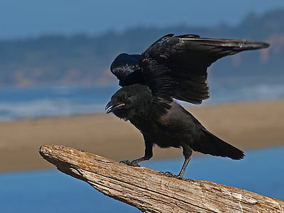 shallow focus photography of crow