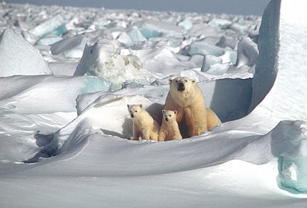 polar bear beside two cubs photograph