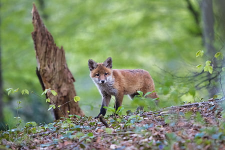 wild photography of brown fox beside wood