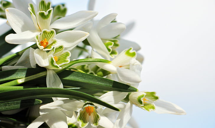 white orchid flower bouquet
