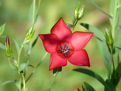 depth of field photography of red 5-petaled flower