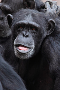 close up photography of monkey