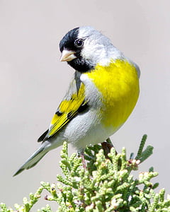 close up photography of white, yellow, and black bird