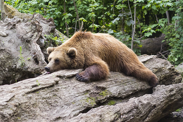 brown bear lying on brown tree