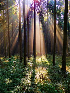 sunbeam shown in forest during dayime
