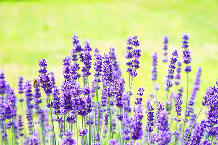 focused photo of purple flowers