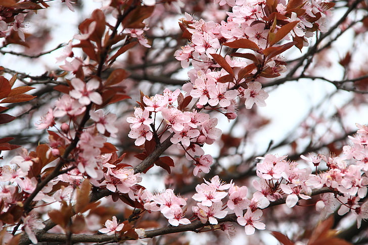 pink cherry blossom during daytime