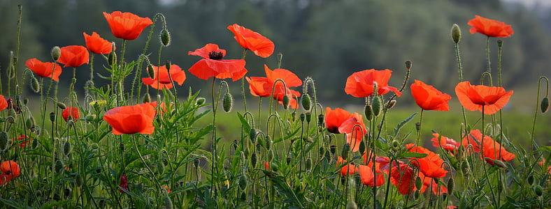 closeup photography of red poppy field