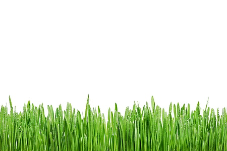 green grasses with white background