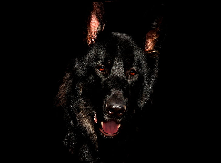 adult short-coated black dog in black background