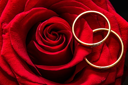 two rings on rose
