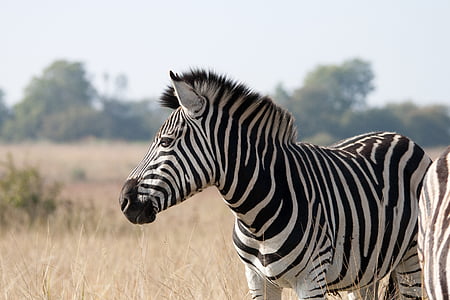 wildlife photography of zebra