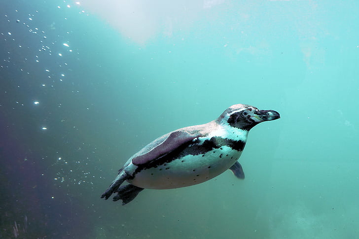 white and black penguin swimming under water