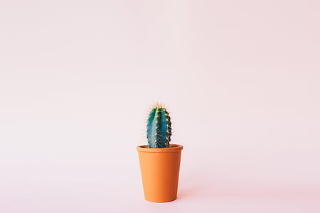 green cactus in orange plastic flower pot