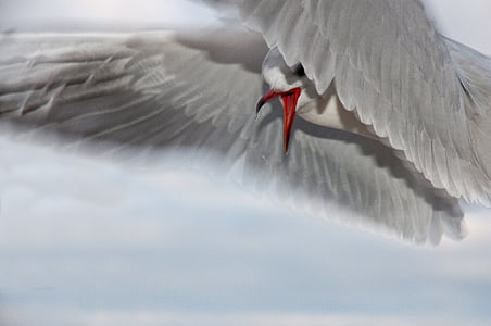 selective focus photography of white bird