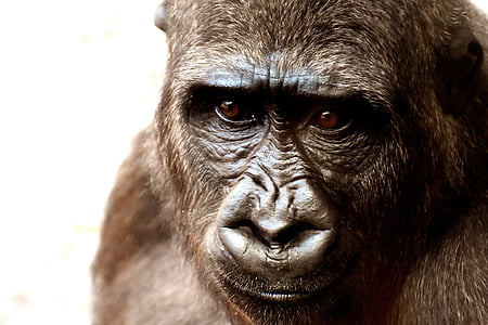 photo of gorilla