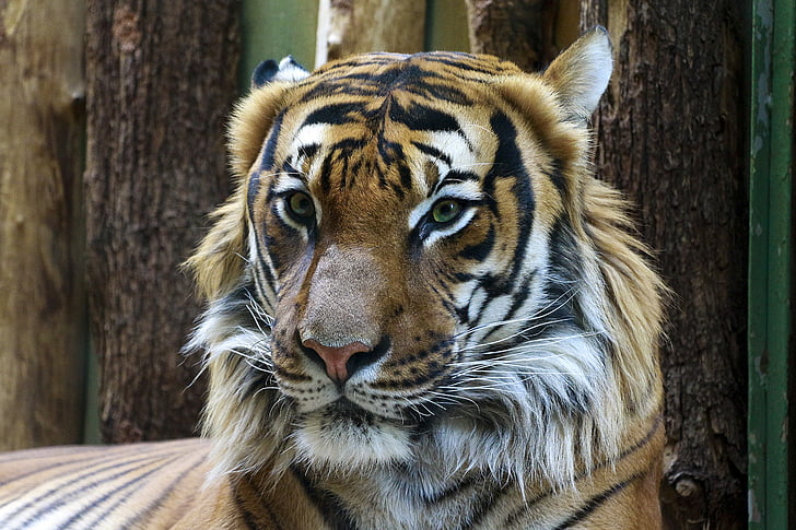 orange tiger photo