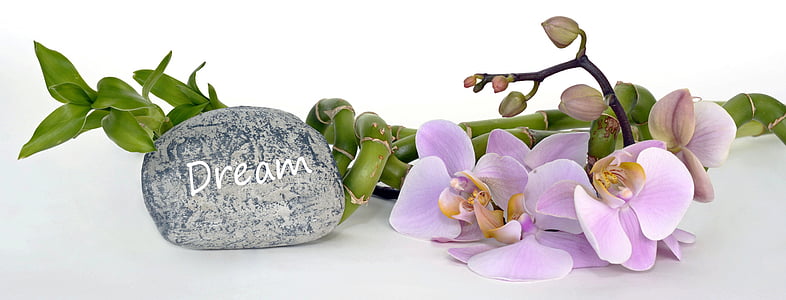 pink moth orchids and grey stone closeup photo