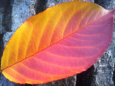 closeup photo of red ovate leaf