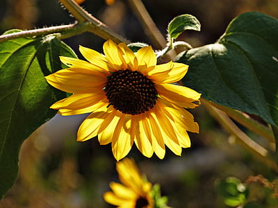 yellow sunflower at daytime