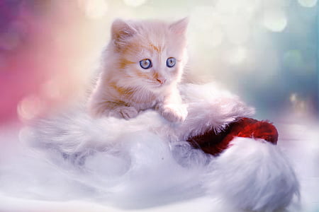 orange Tabby kitten on white fur
