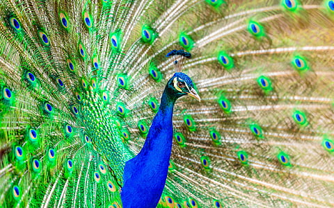 photo blue and green peacock